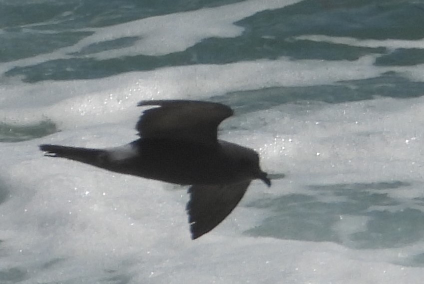 Leach's Storm-Petrel - ML620643016