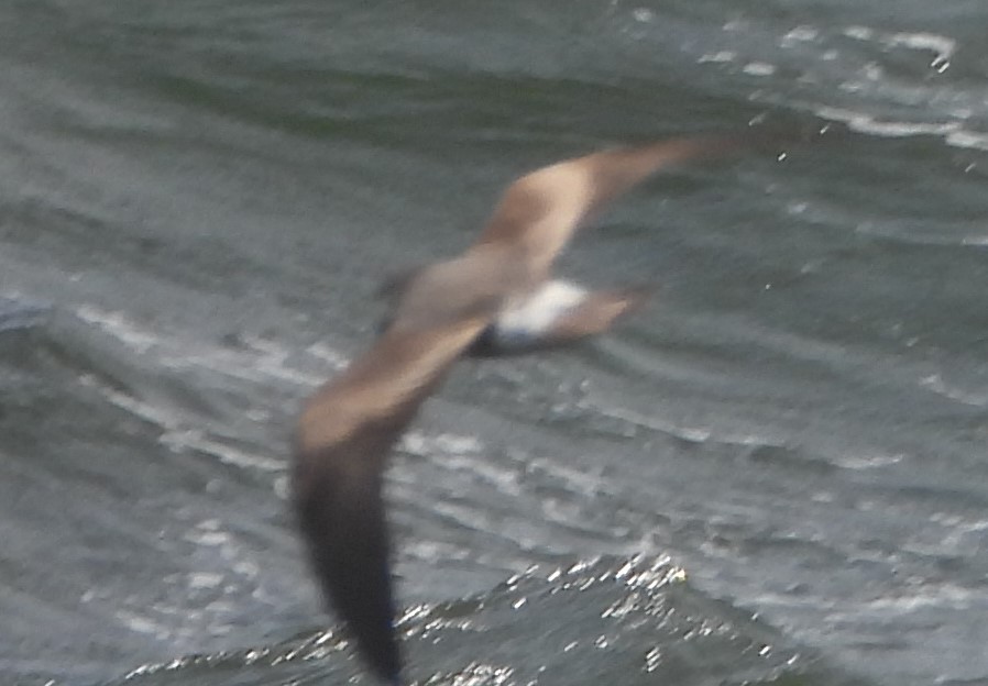 Leach's Storm-Petrel - ML620643017