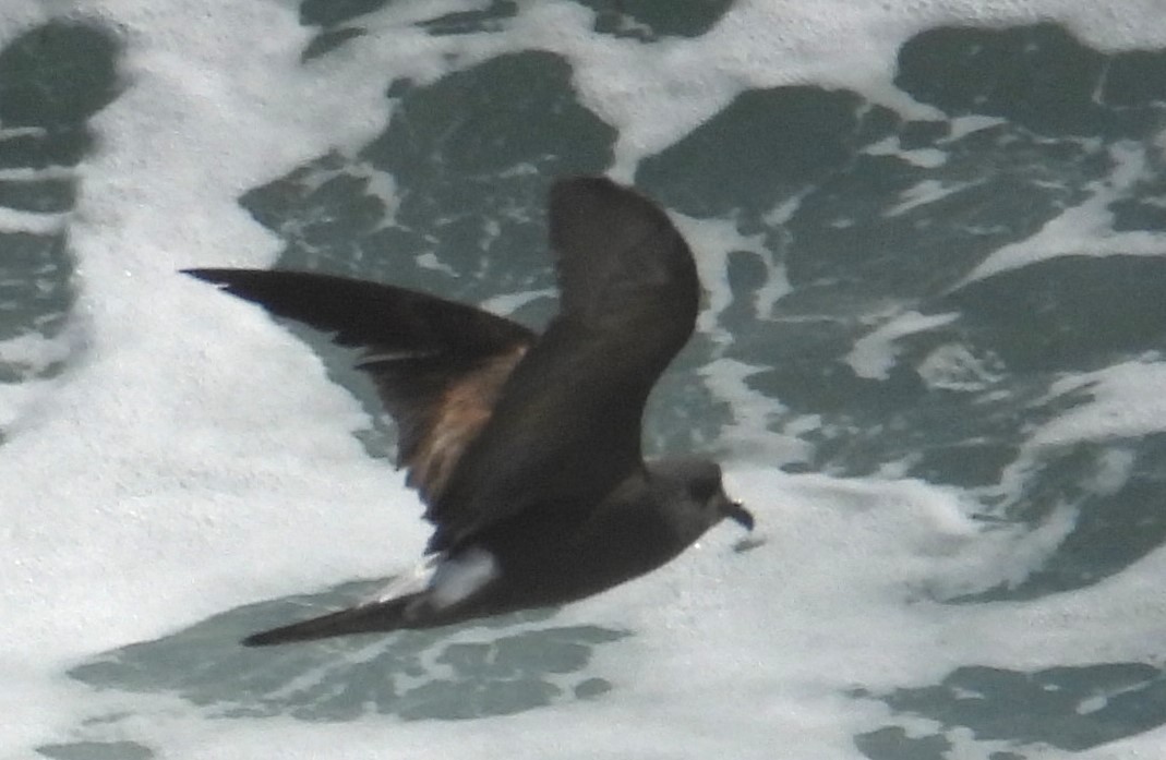 Leach's Storm-Petrel - ML620643018