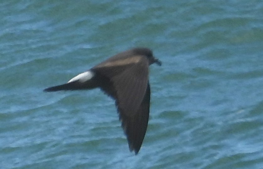 Leach's Storm-Petrel - ML620643019