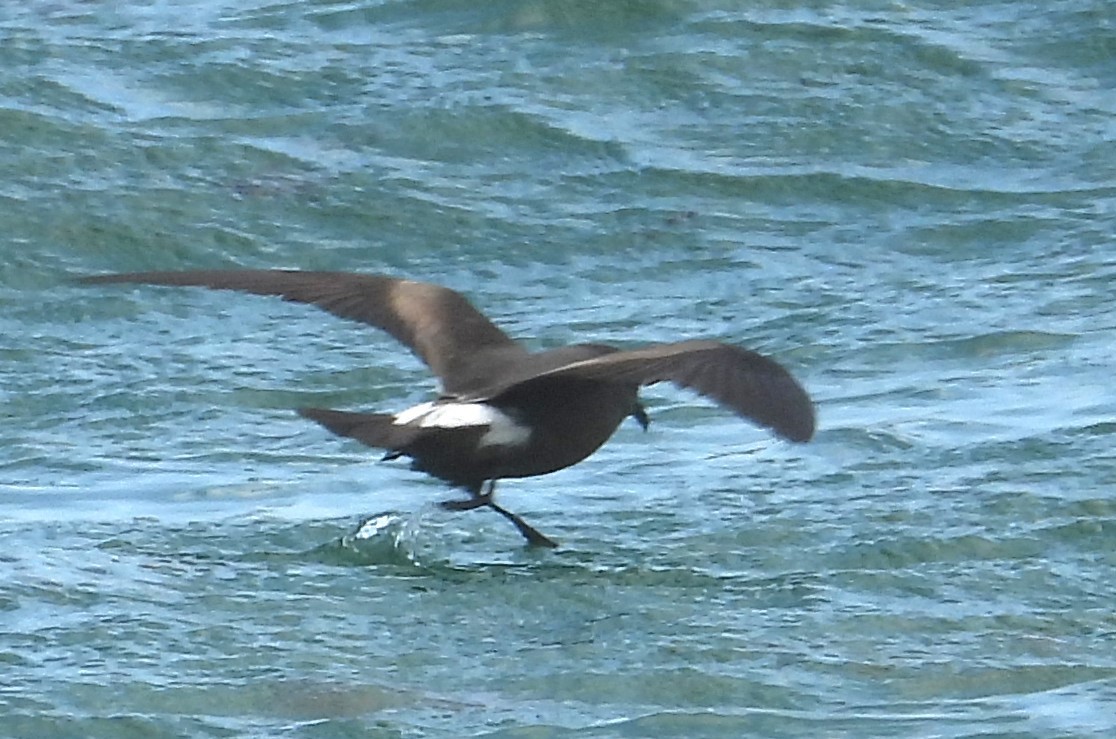 Leach's Storm-Petrel - ML620643020