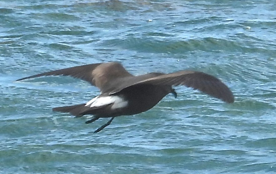 Leach's Storm-Petrel - ML620643021