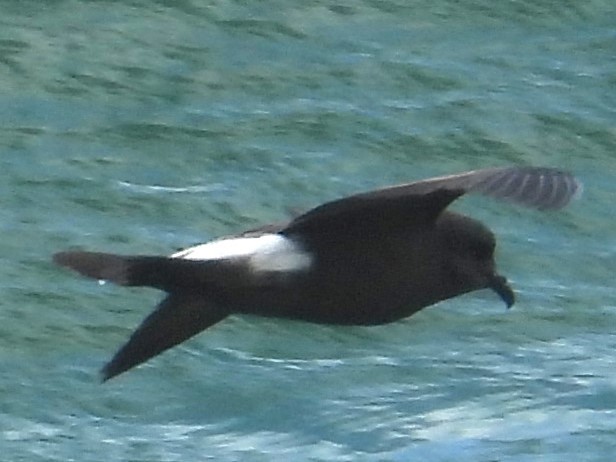 Leach's Storm-Petrel - ML620643024