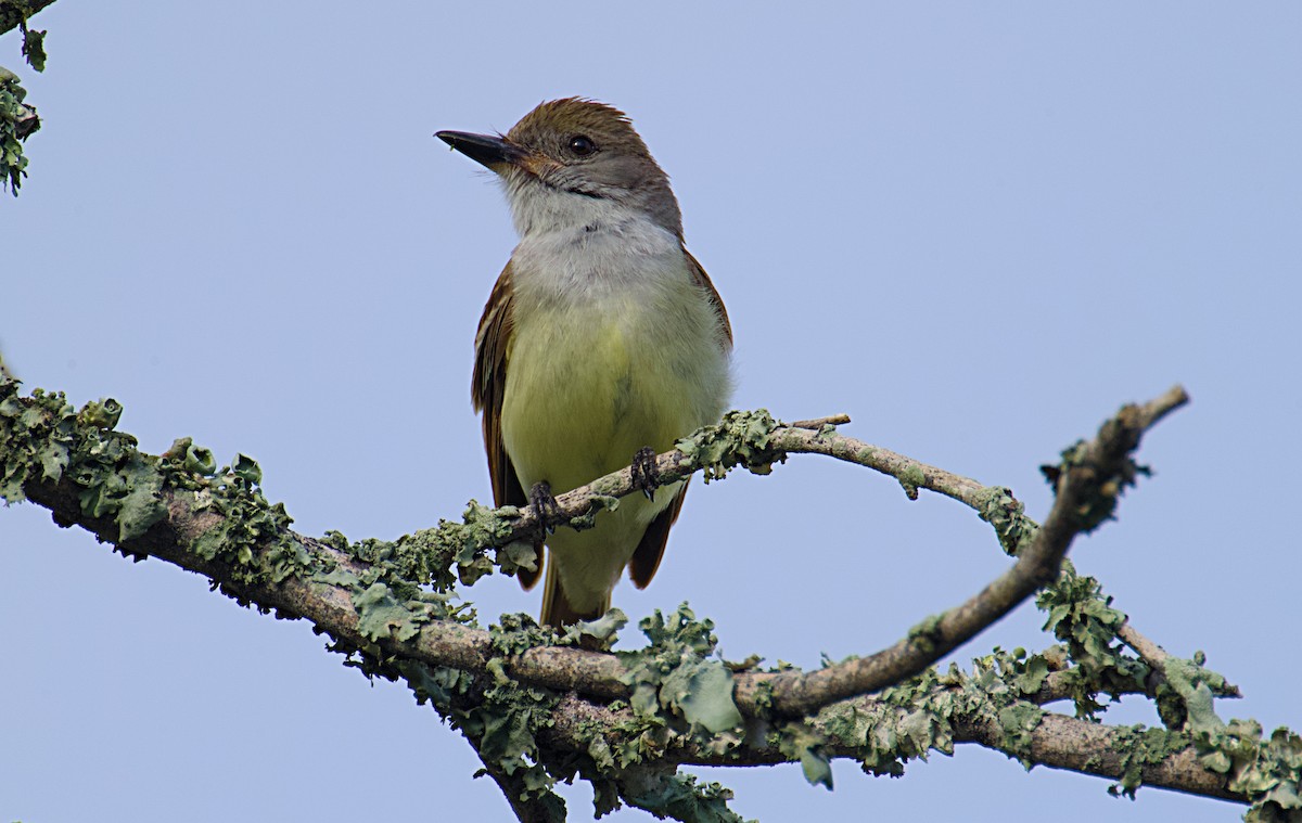 Brown-crested Flycatcher - ML620643025