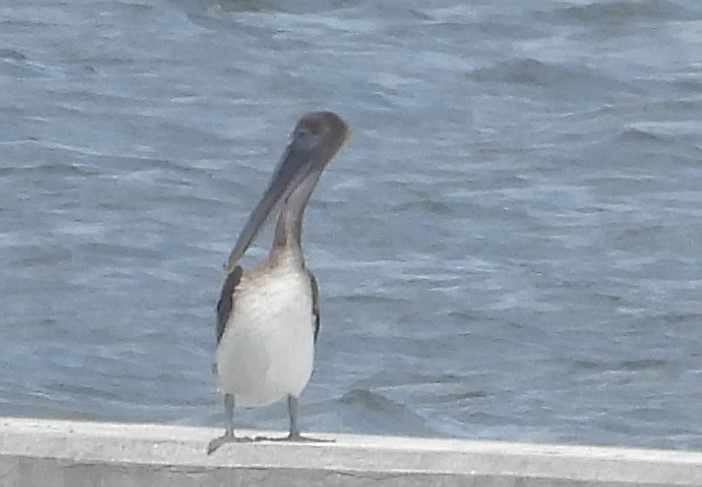pelikán hnědý (ssp. carolinensis) - ML620643028