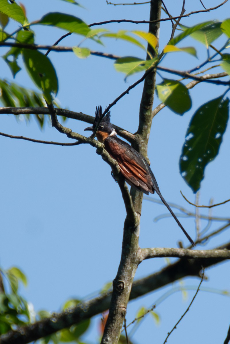 Chestnut-winged Cuckoo - ML620643032