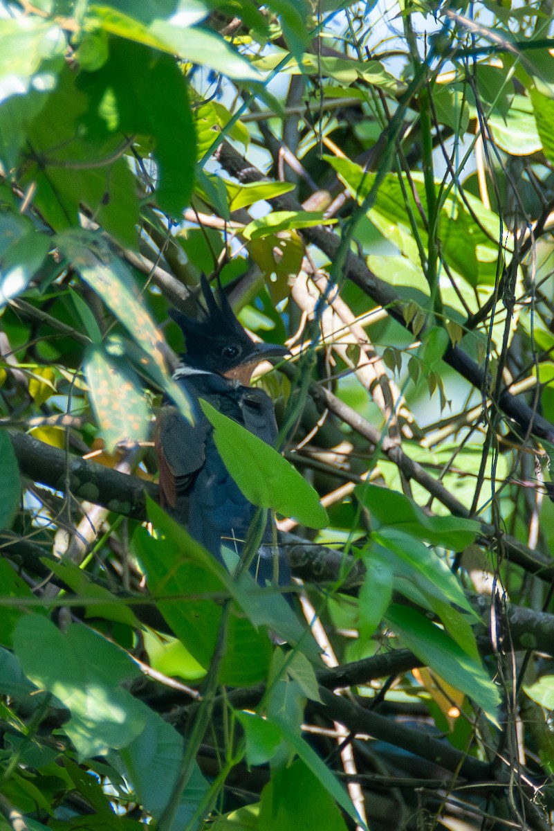 Chestnut-winged Cuckoo - ML620643033