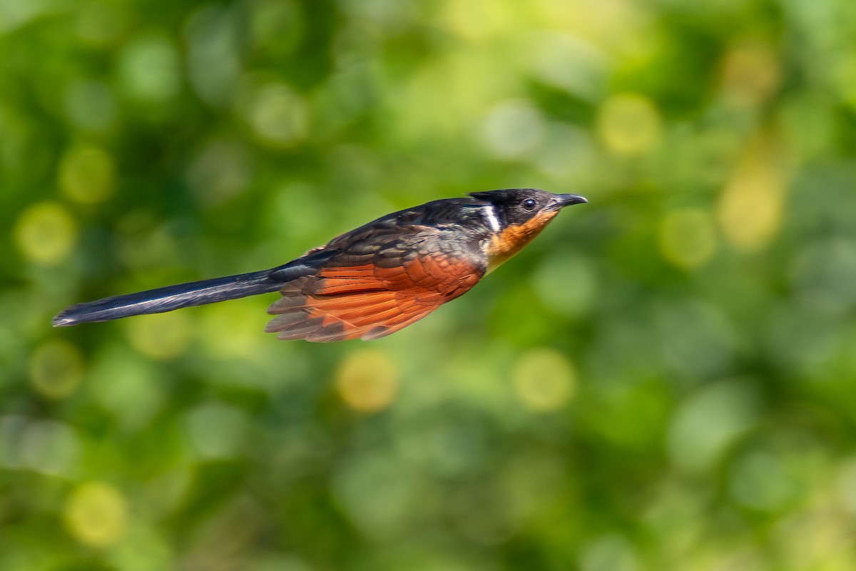 Chestnut-winged Cuckoo - ML620643035