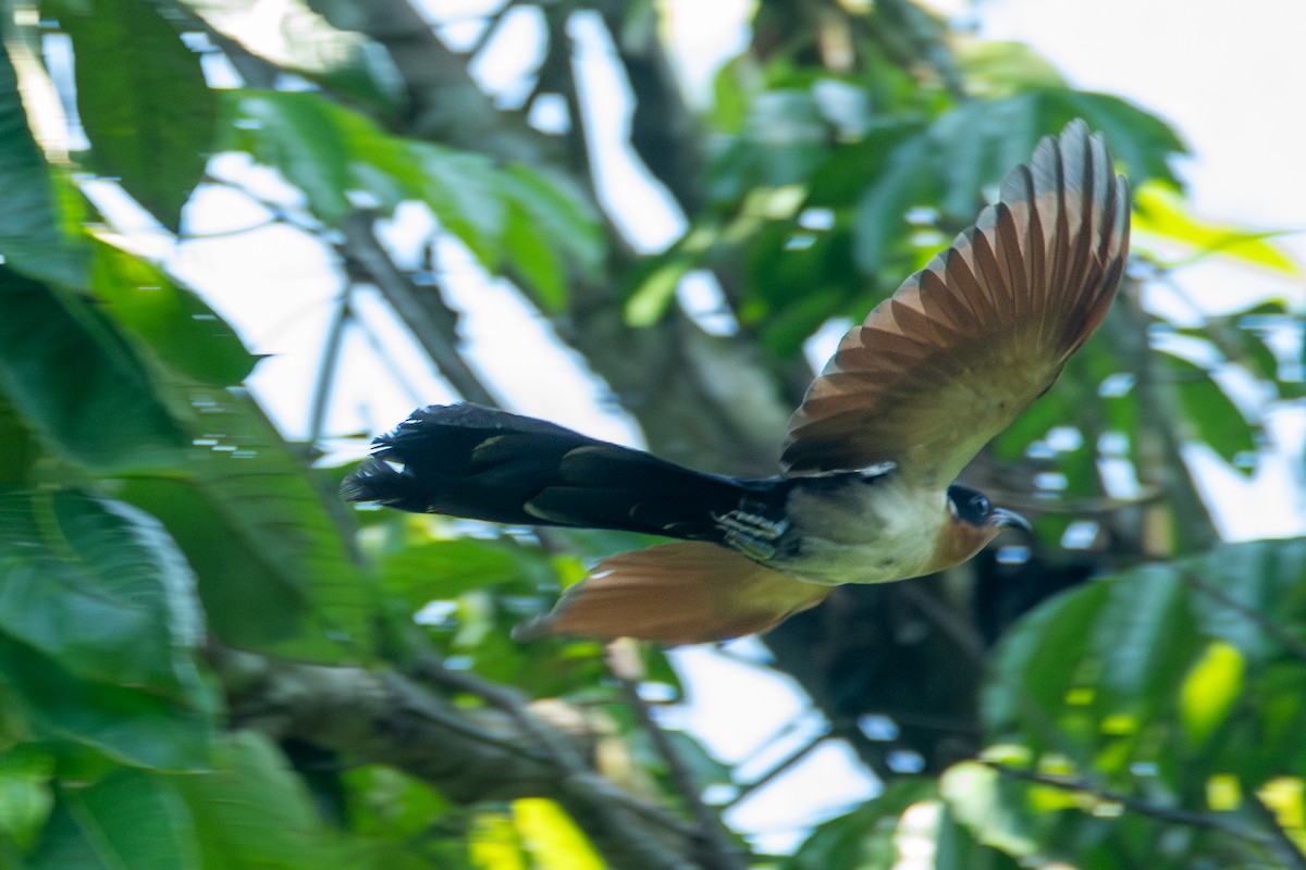 Chestnut-winged Cuckoo - ML620643036