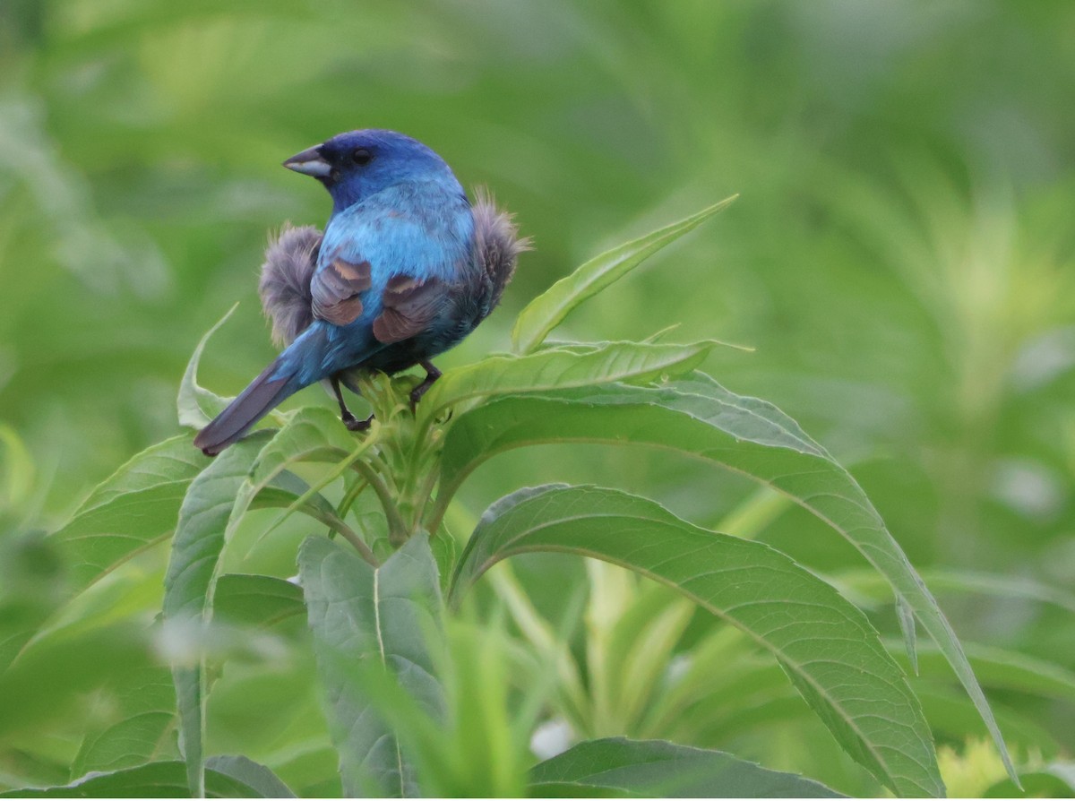 Indigo Bunting - ML620643039