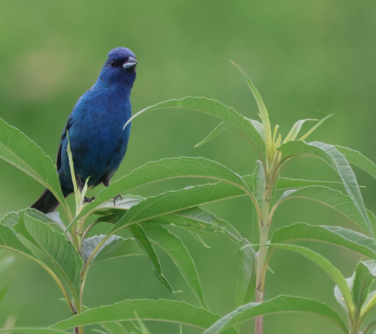 Indigo Bunting - ML620643041