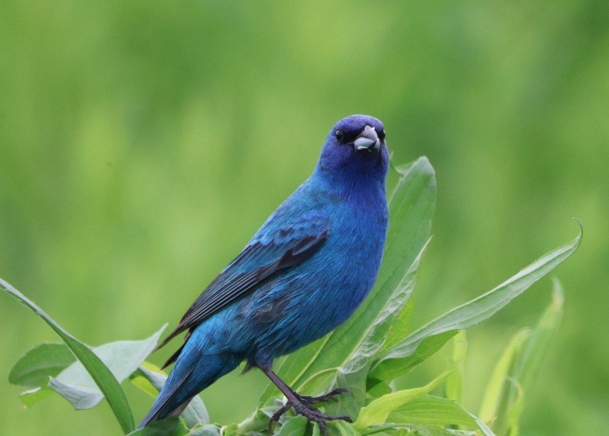 Indigo Bunting - ML620643042