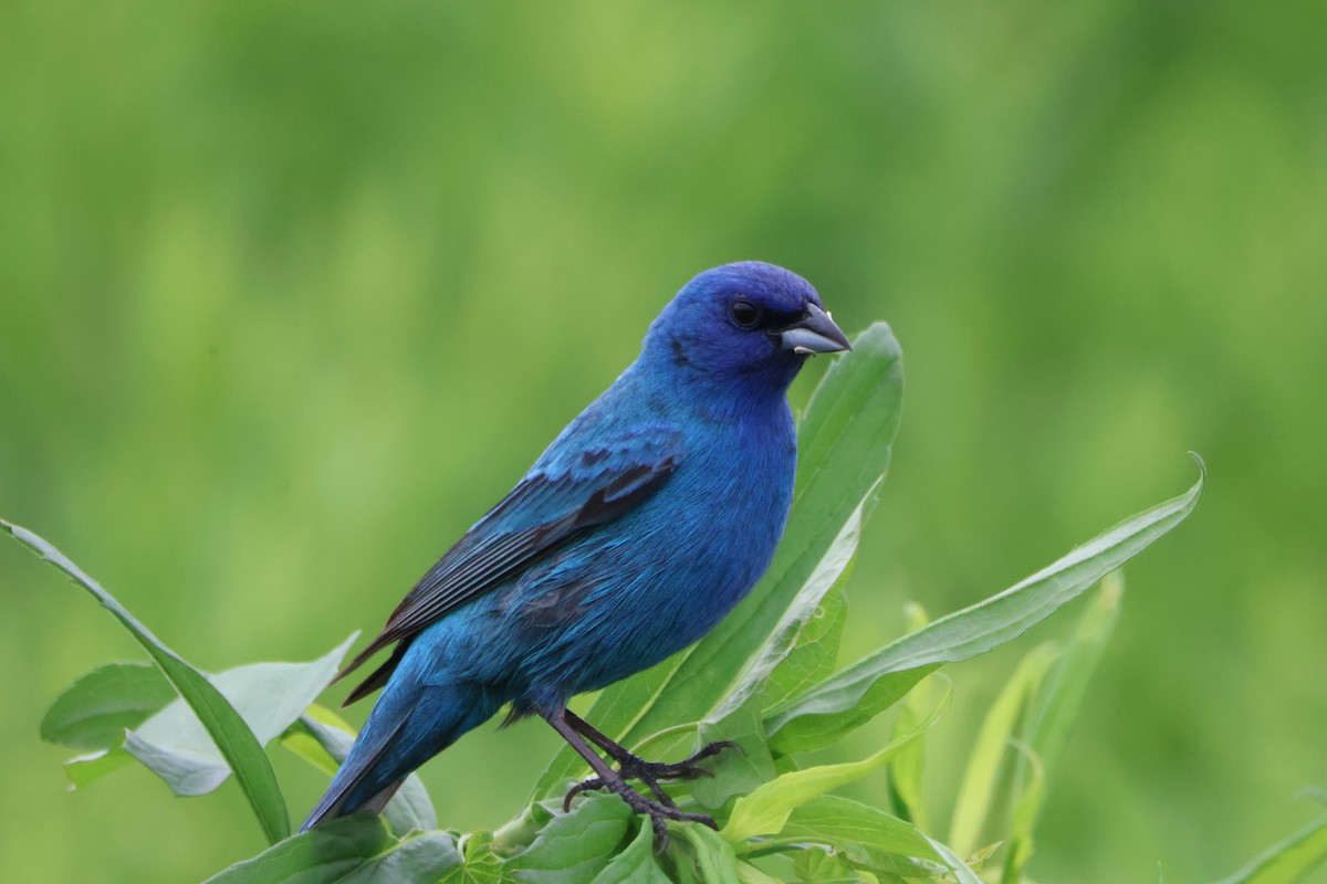 Indigo Bunting - ML620643043