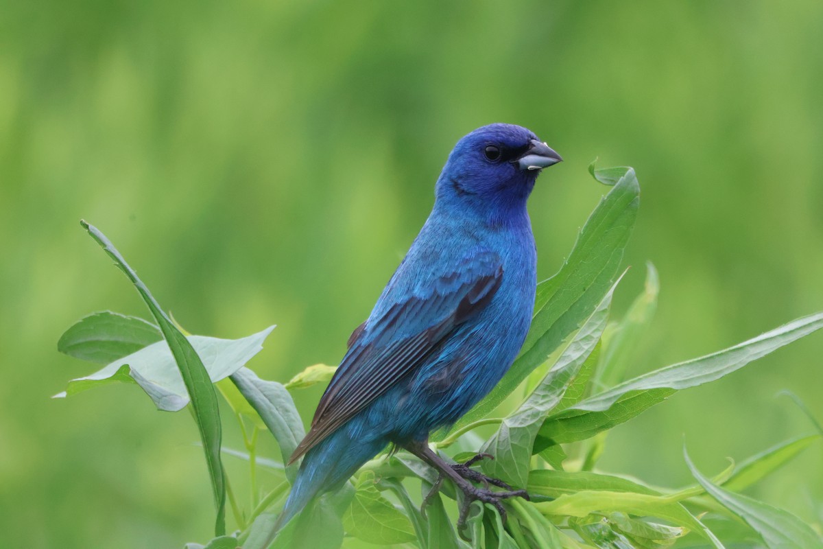 Indigo Bunting - ML620643044