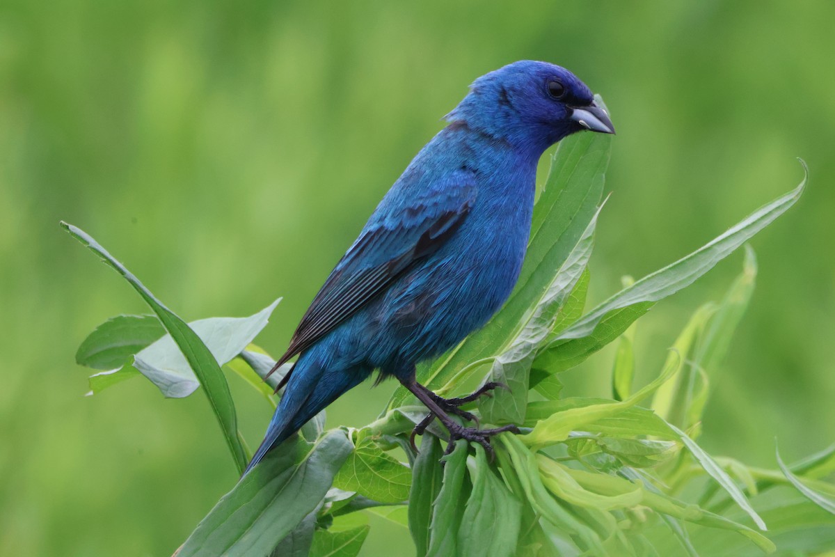 Indigo Bunting - ML620643045