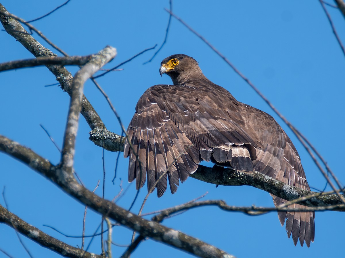 Haubenschlangenadler - ML620643046