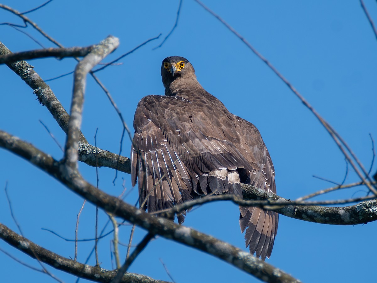 Crested Serpent-Eagle - ML620643047