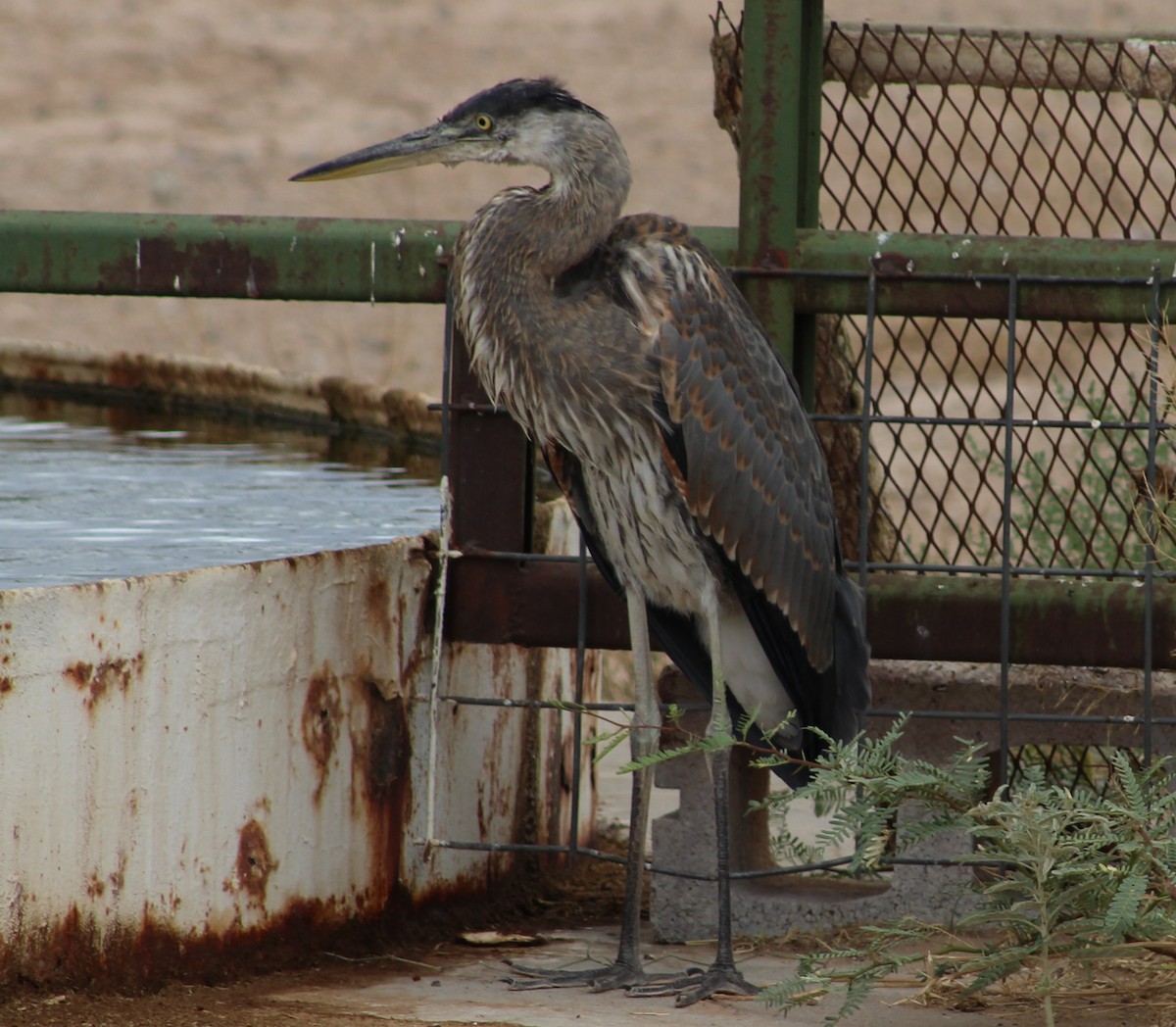 Great Blue Heron - ML620643048