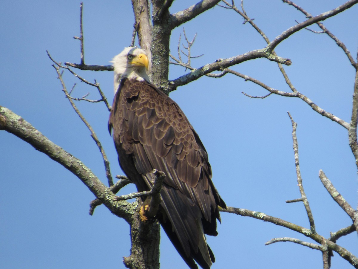 Weißkopf-Seeadler - ML620643049