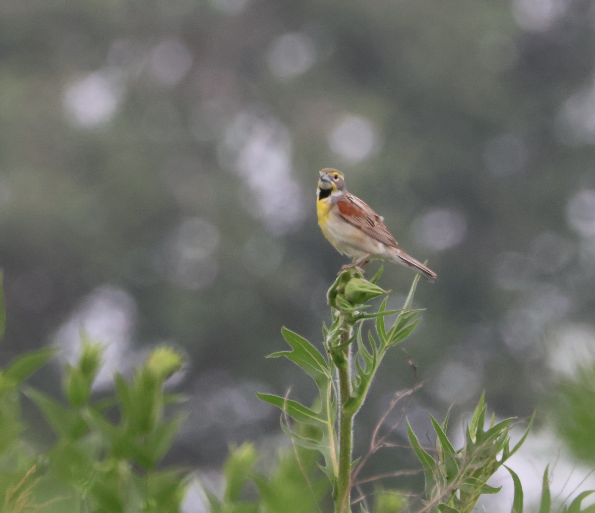 Dickcissel - ML620643050