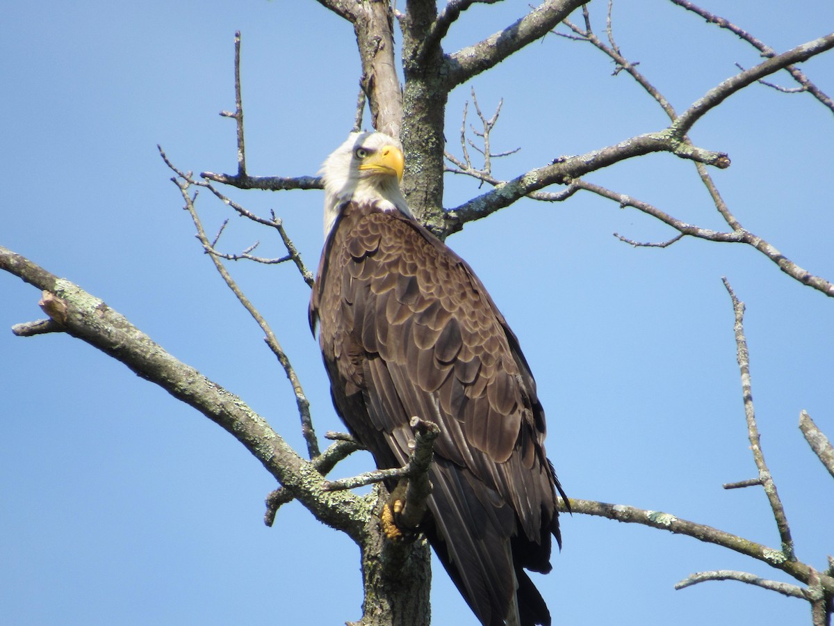 Weißkopf-Seeadler - ML620643051