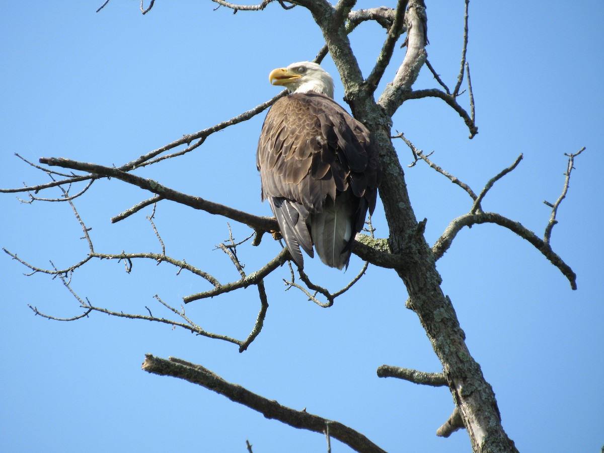 Bald Eagle - ML620643054