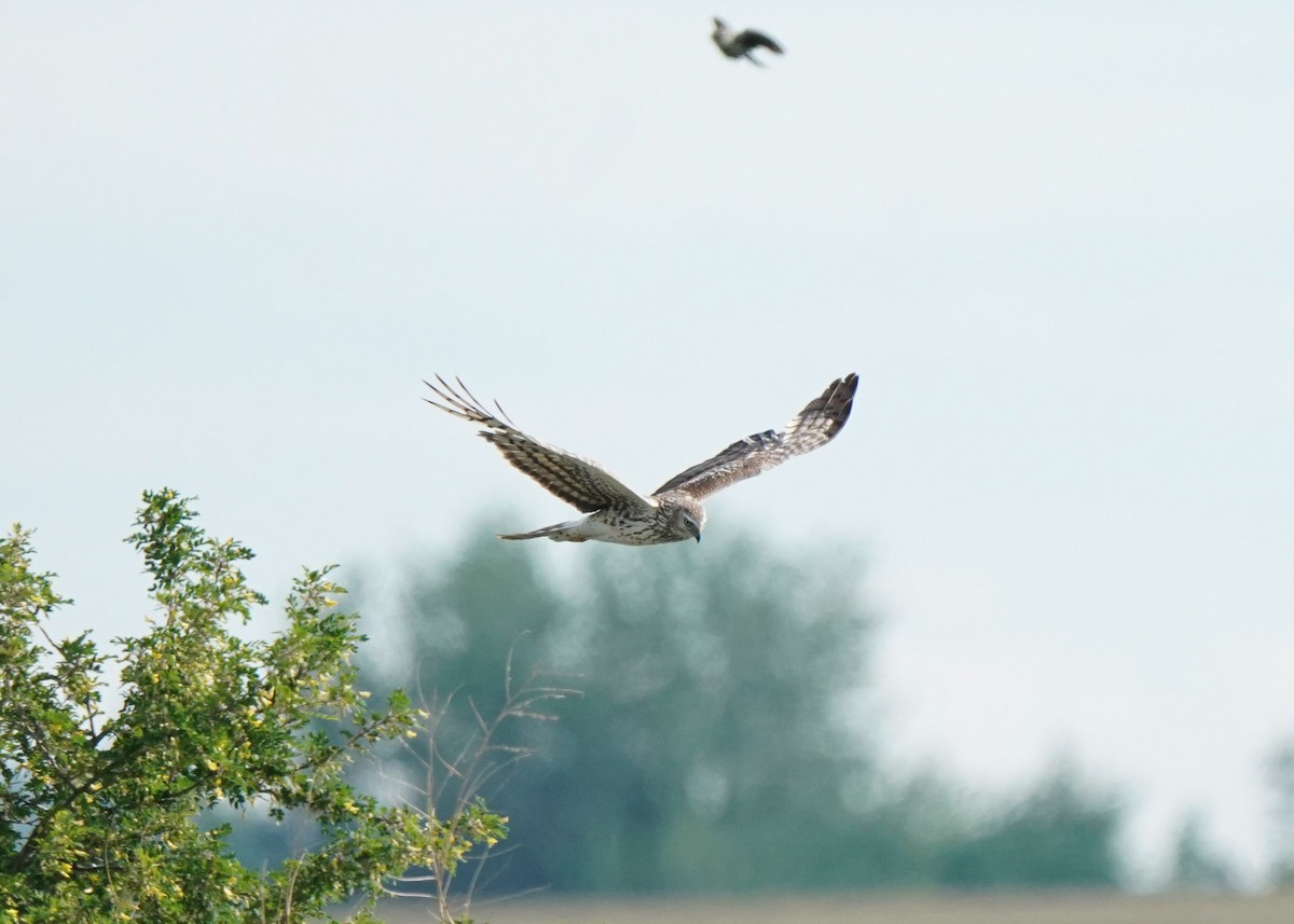 Northern Harrier - ML620643058