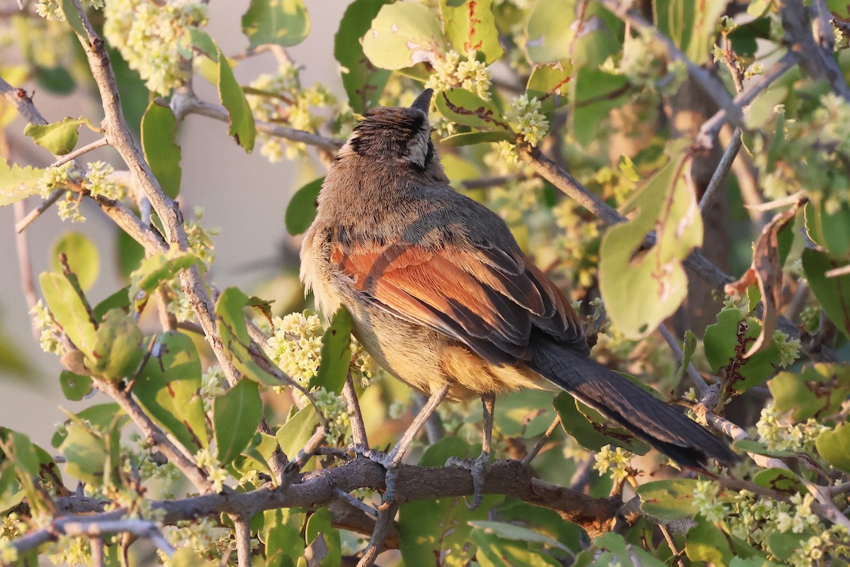 Brown-crowned Tchagra - ML620643059