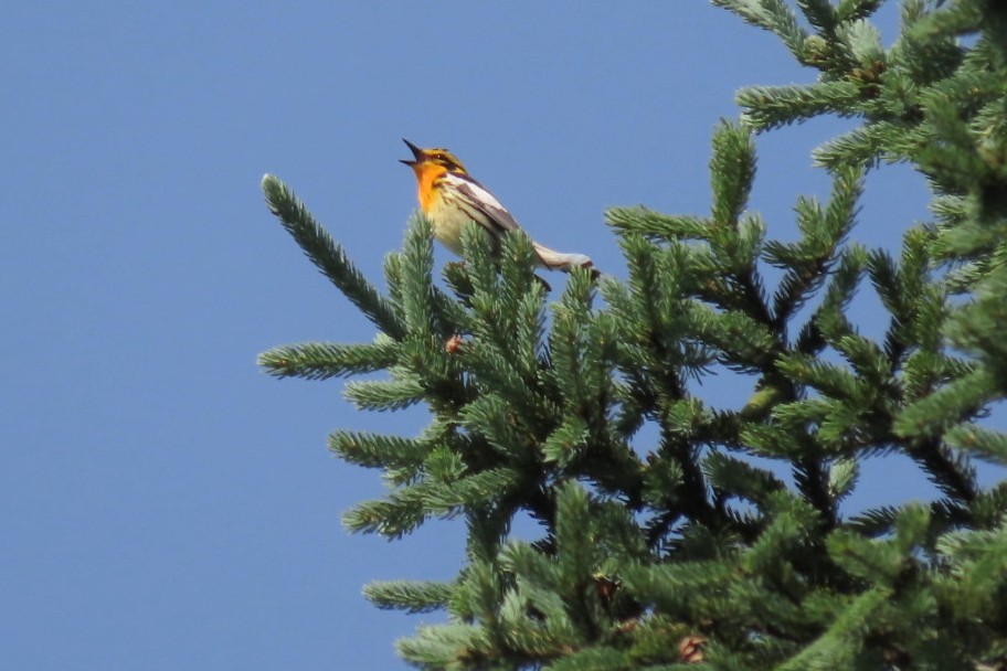 Blackburnian Warbler - ML620643063