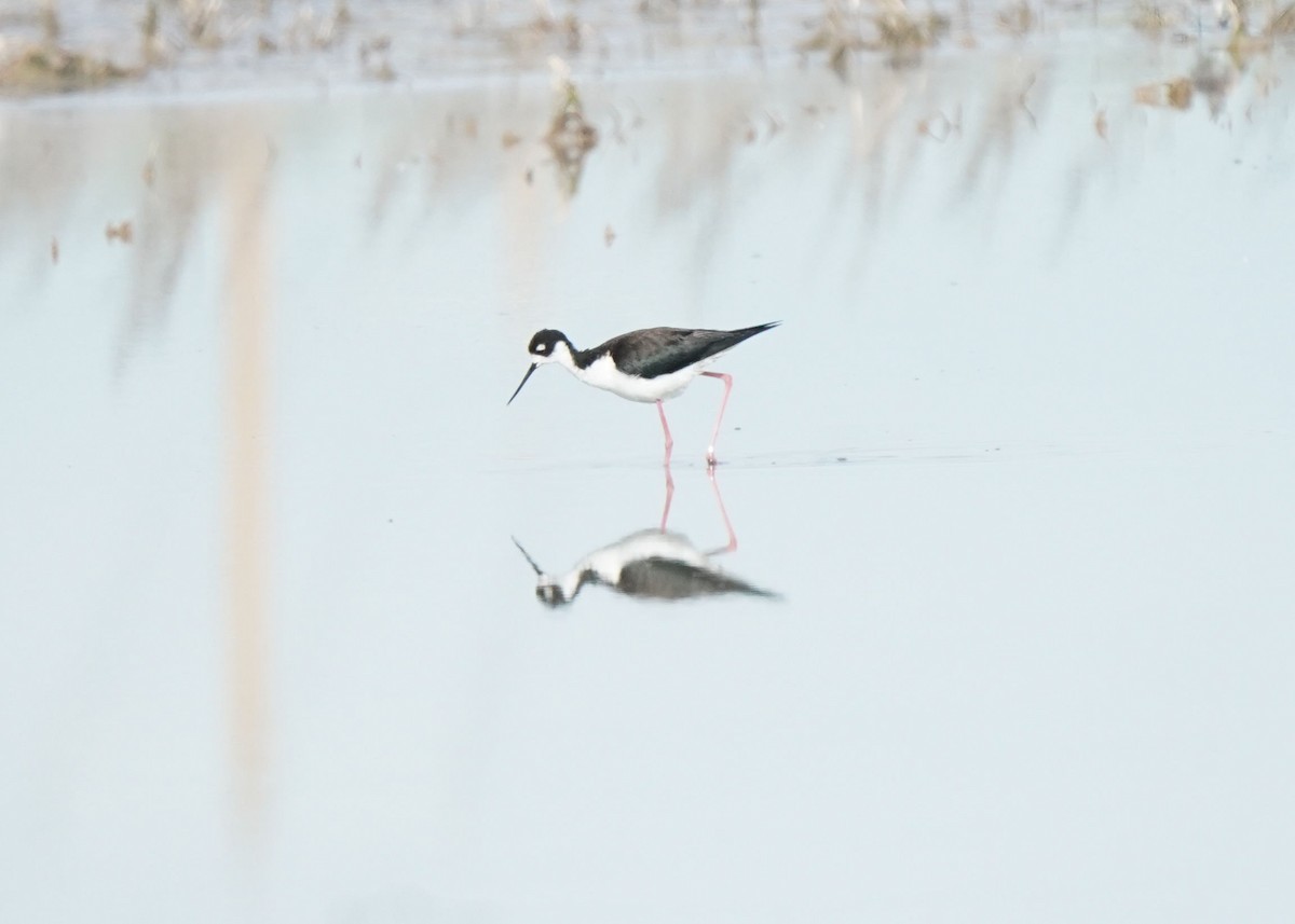 Black-necked Stilt - ML620643065