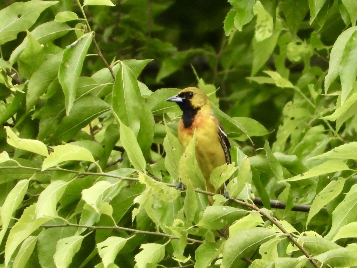 Orchard Oriole - ML620643071