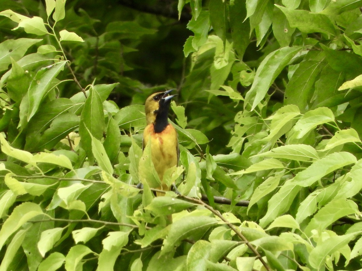 Orchard Oriole - ML620643072