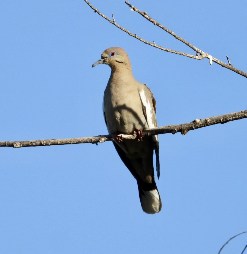 White-winged Dove - Erin Jones