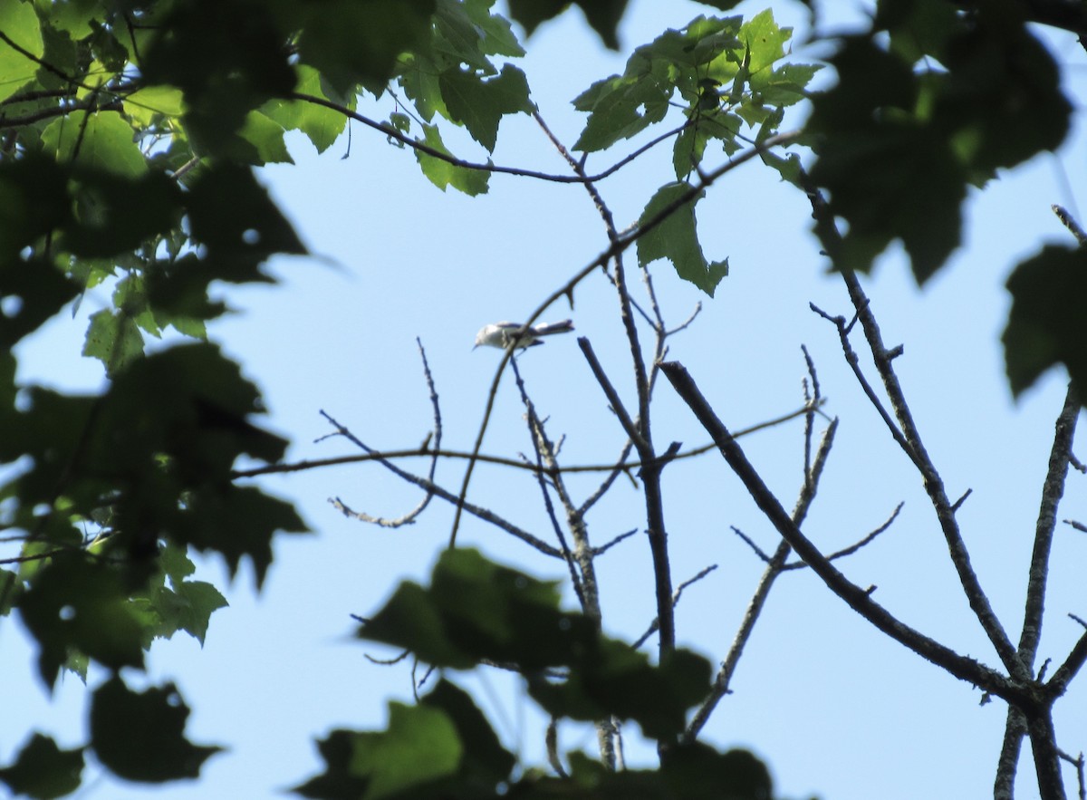 Blue-gray Gnatcatcher - ML620643074