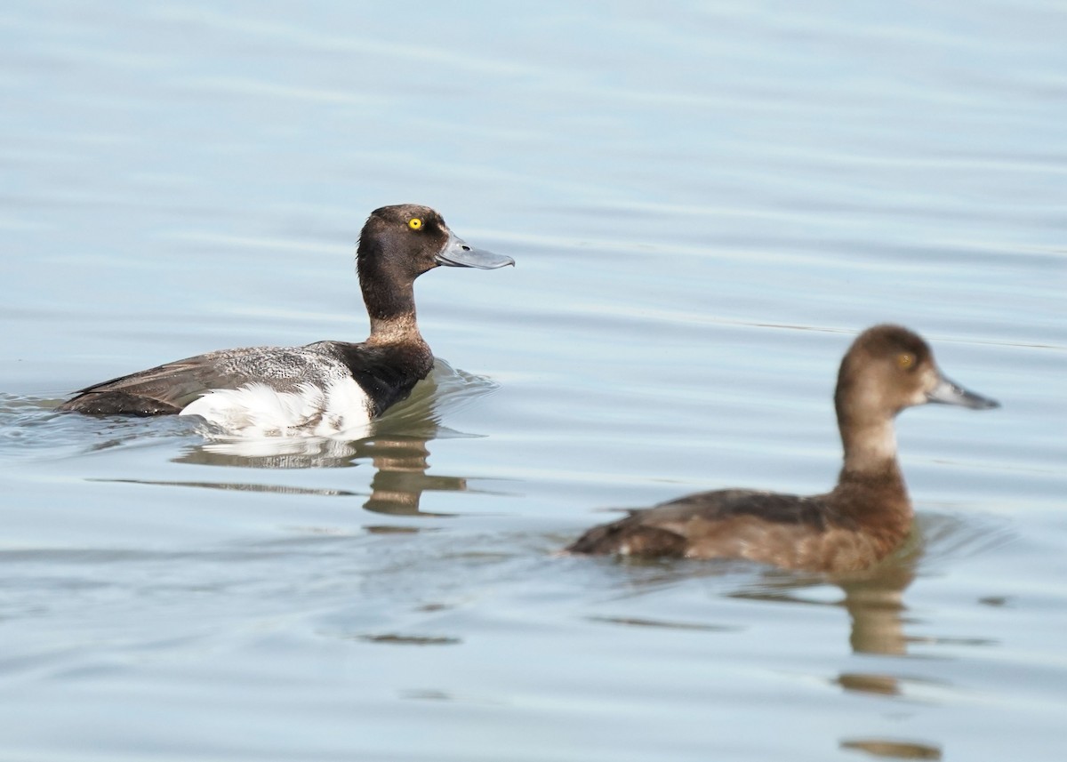 Lesser Scaup - ML620643077