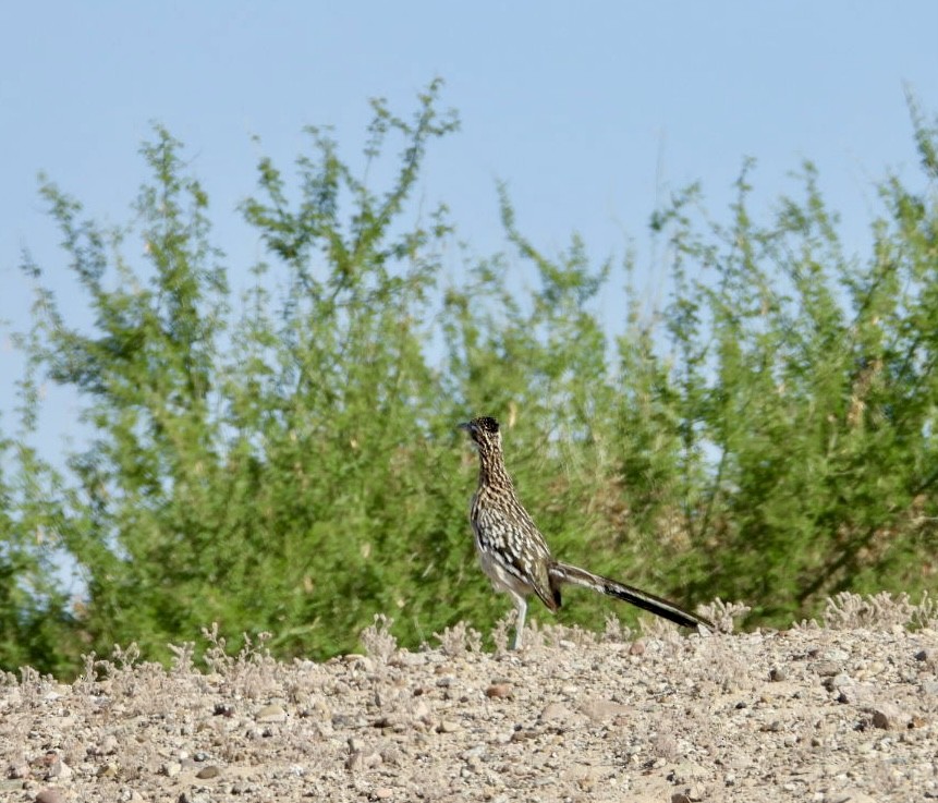 Correcaminos Grande - ML620643080