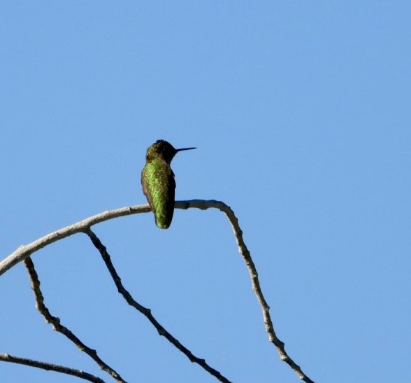 Anna's Hummingbird - ML620643090