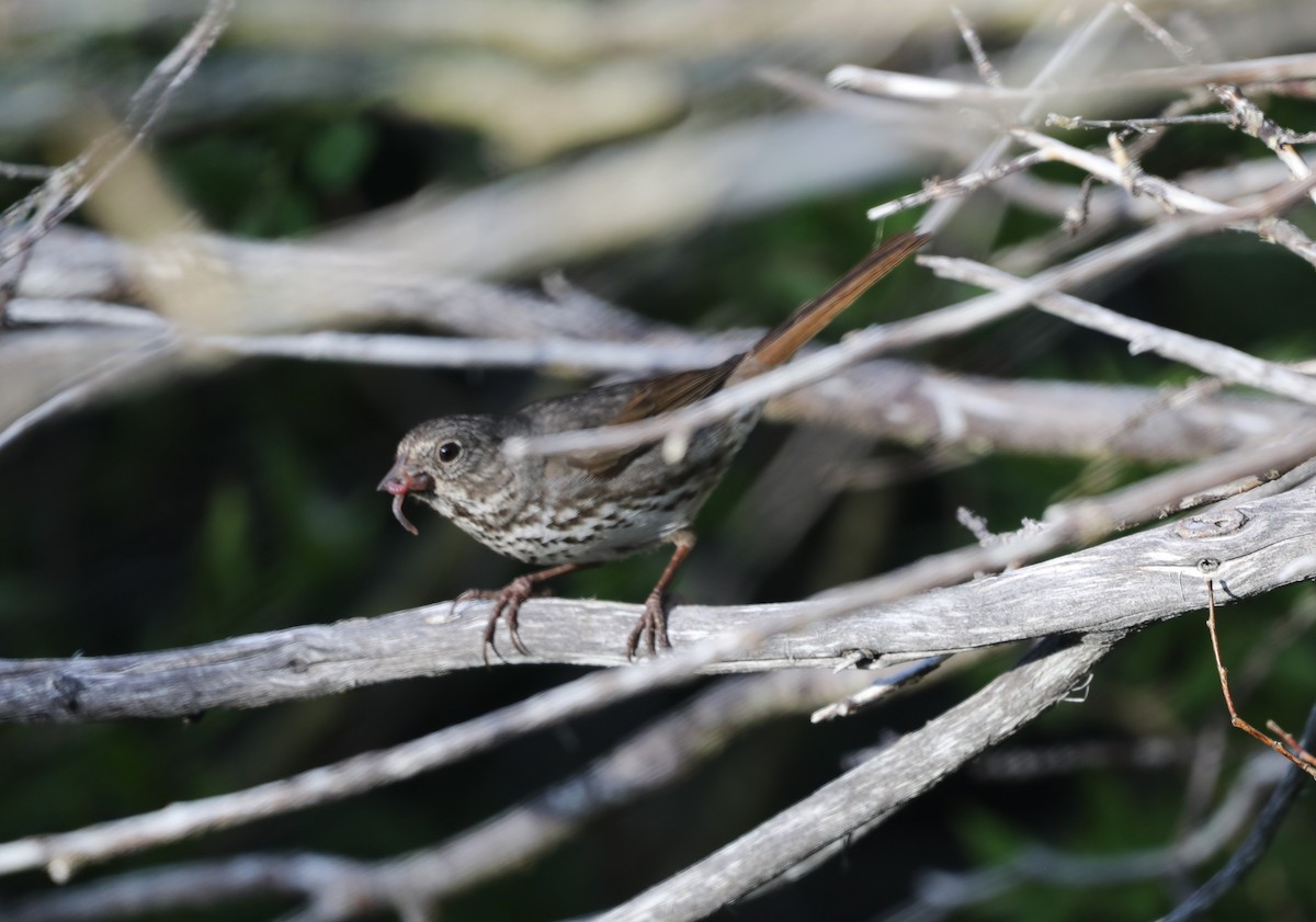 Fox Sparrow (Slate-colored) - ML620643091