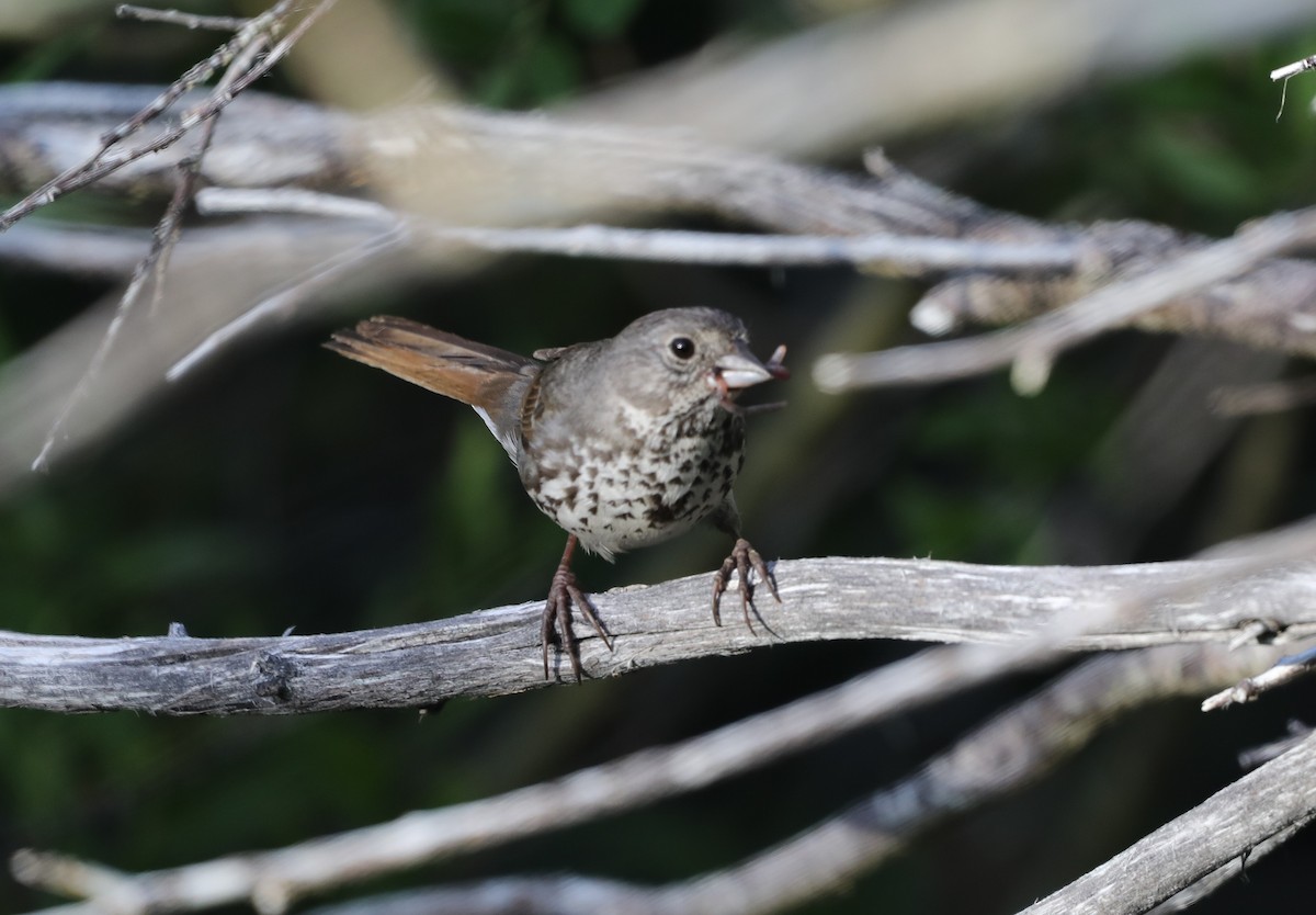 Fox Sparrow (Slate-colored) - ML620643092