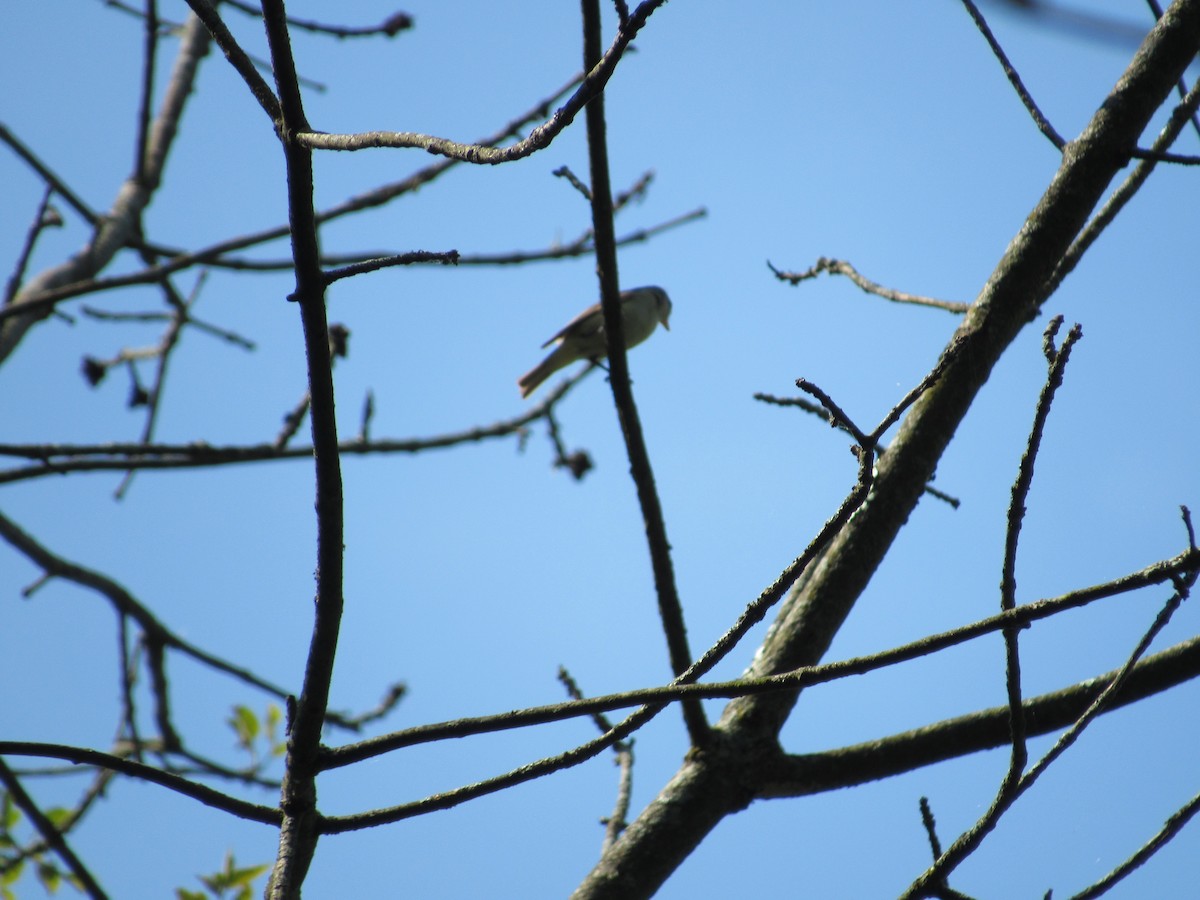 Warbling Vireo - Mickey Ryan