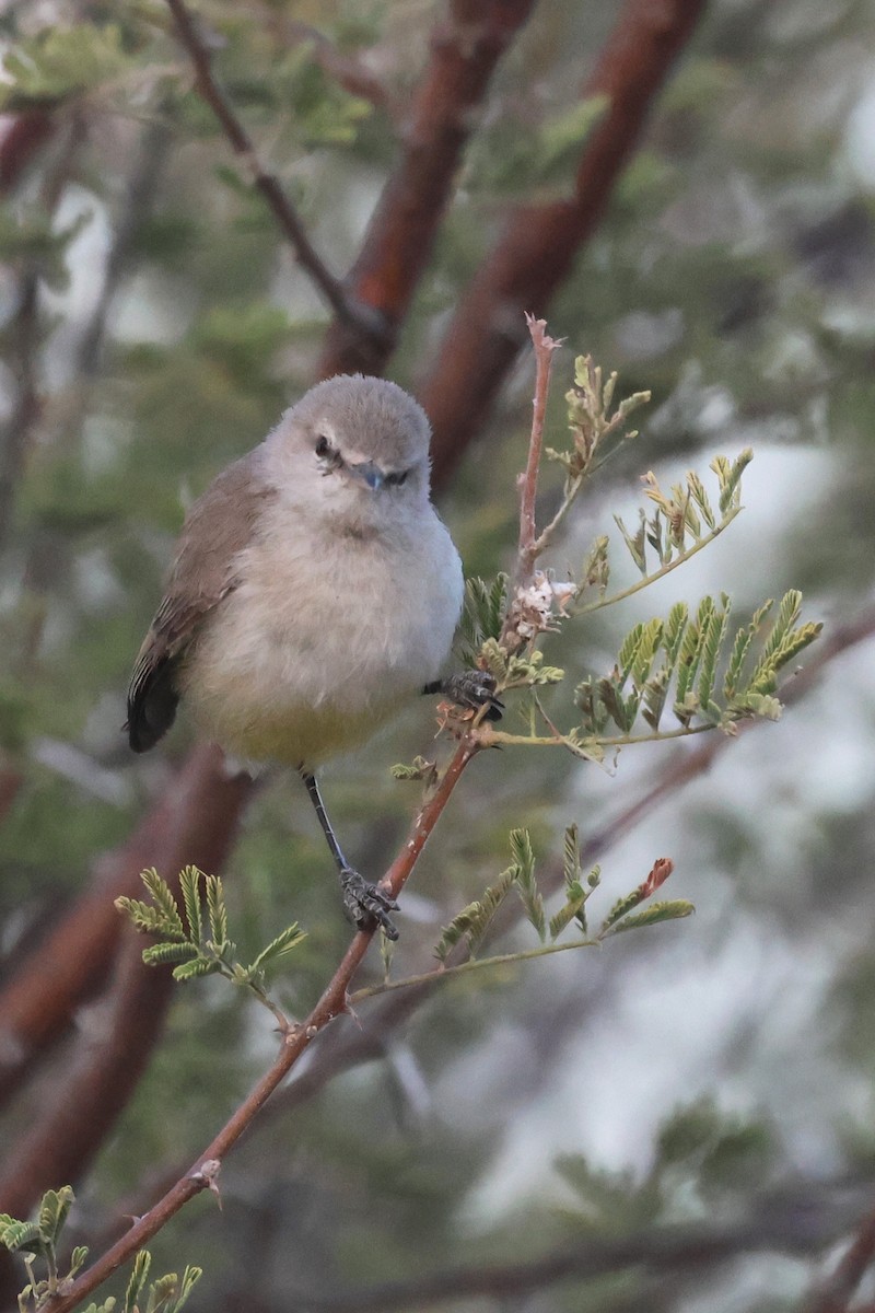 Yellow-bellied Eremomela - ML620643094