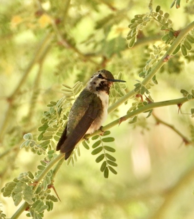 Costa's Hummingbird - ML620643097