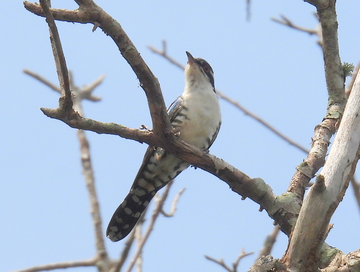 Dideric Cuckoo - ML620643102