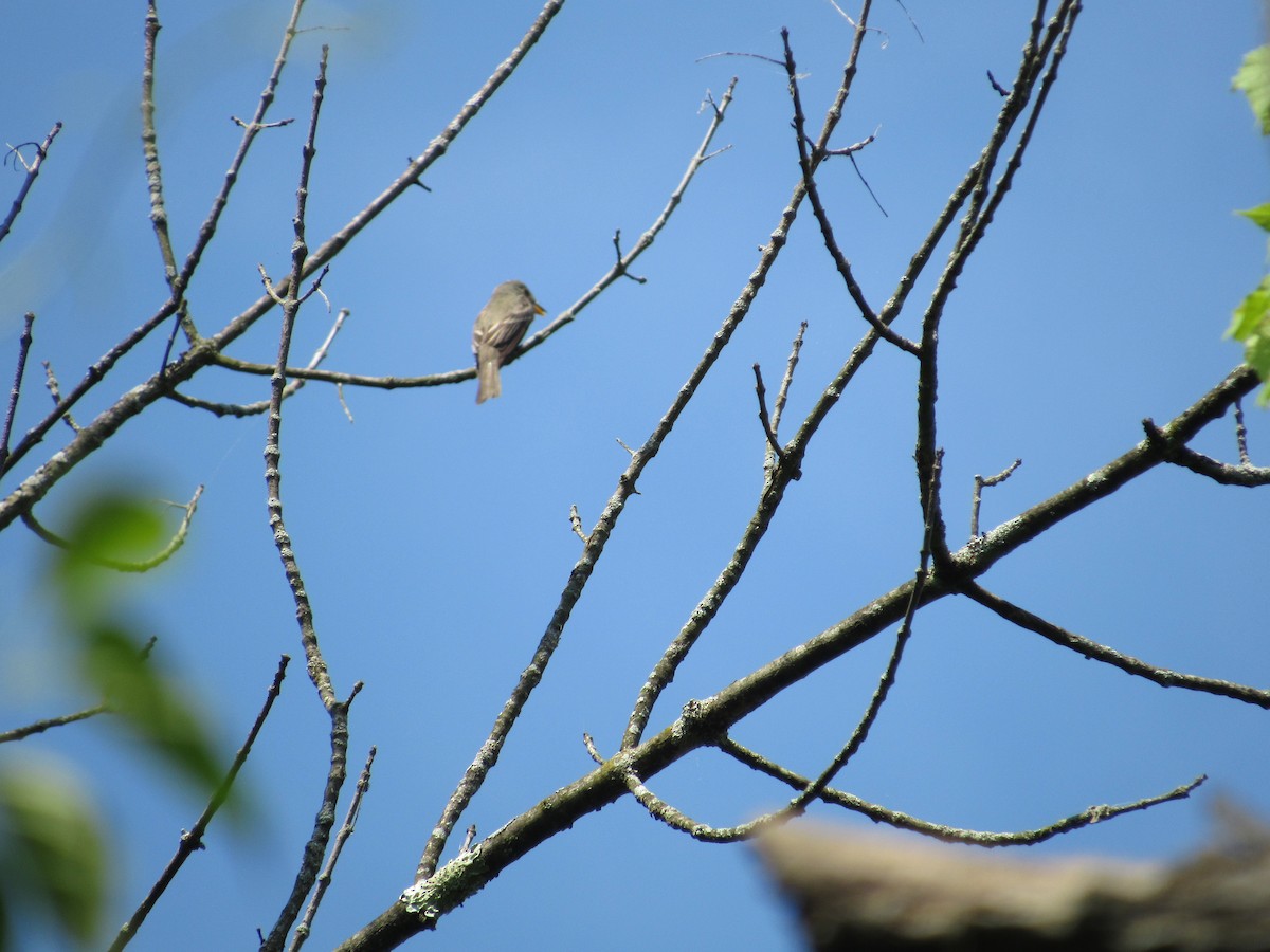 Eastern Wood-Pewee - ML620643103