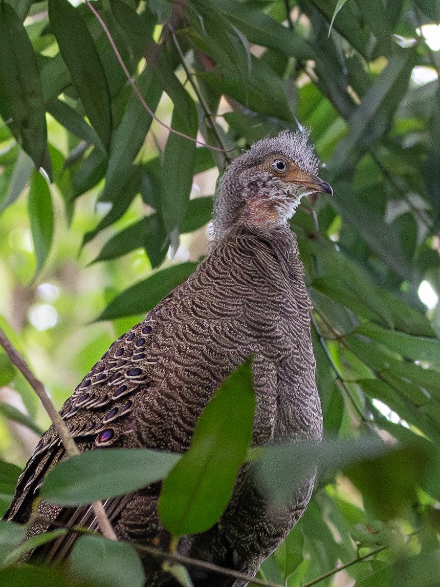 Gray Peacock-Pheasant - ML620643104