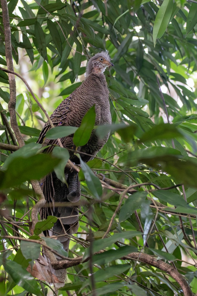 Gray Peacock-Pheasant - ML620643105