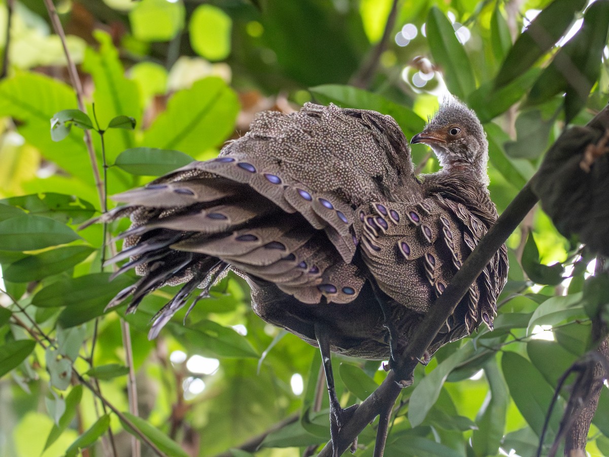 Gray Peacock-Pheasant - ML620643107