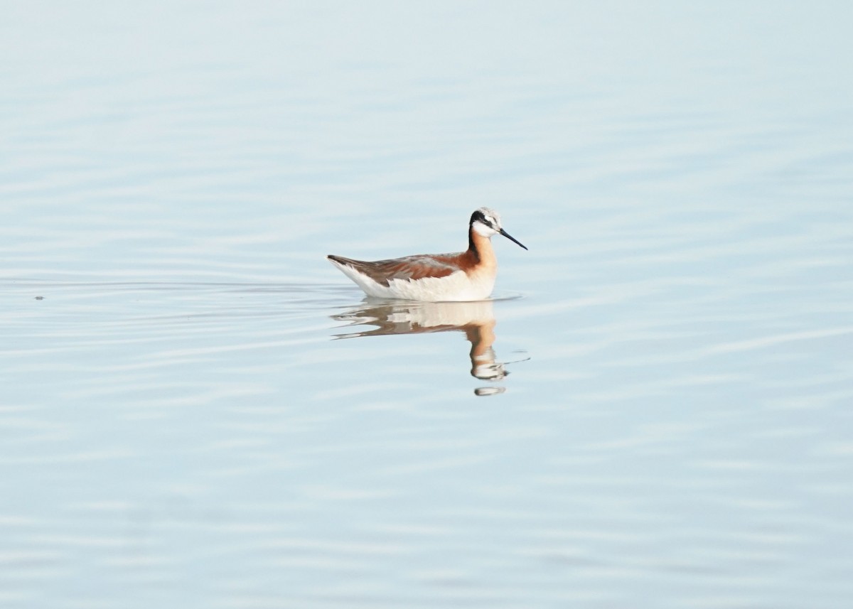 Phalarope de Wilson - ML620643110