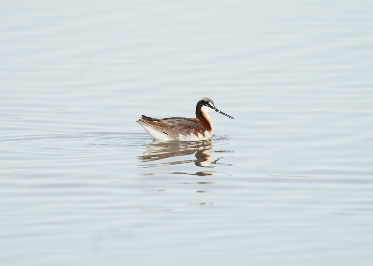 hvithalesvømmesnipe - ML620643111