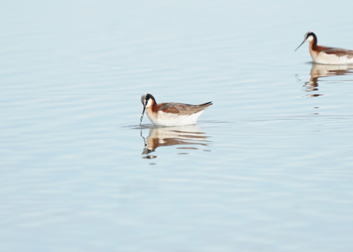 Wilson's Phalarope - ML620643113